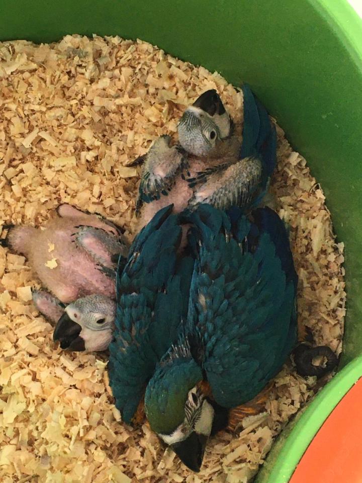 Resgate animais silvestres (1)